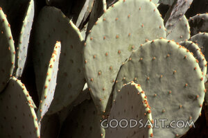 Prickly Pear in the Wilderness