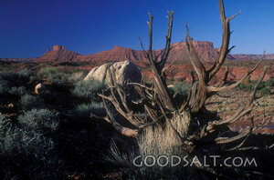Dry Wilderness and Dead Tree