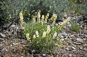 Desert Blossoms Among the Stones