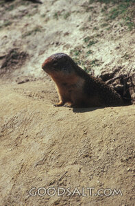 Ground Squirrel at the Burrow