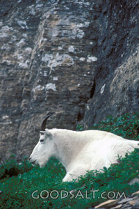 Mountain Goat on the High Rocks