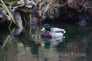 Duck Floating in Water
