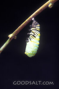 Caterpillar Becoming Chrysalis