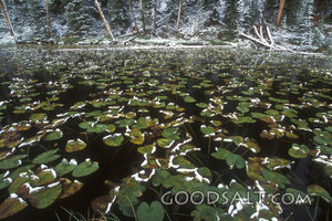 Snow on Lily Pads