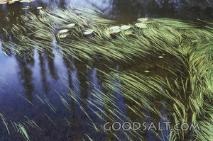 Reeds Beside Quiet Waters