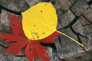 Fall Leaves