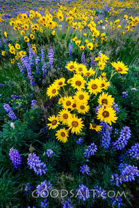 Field of Flowers