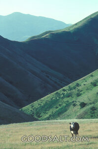 Cattle on the Hillside Pasture