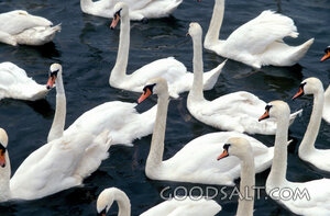 Swans Gathering on the Water