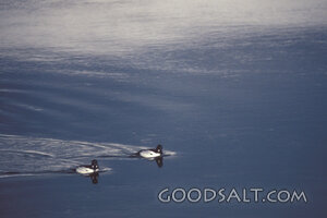 Ducks Gliding Across Still Waters