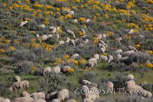 Flock of Sheep