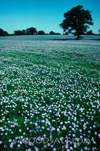 Lilies of the Field Meadow