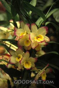 Orchids of Providence