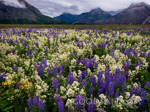 Flower Meadow