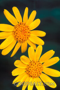 two daisy blossoms
