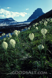 flowered mountain meadow