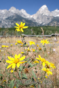 Flowers and Mountains