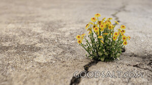 Flowers growing through cracks.