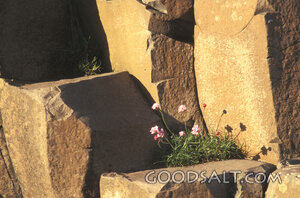 Flowers in Rock