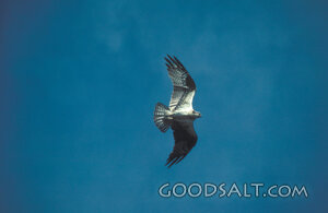 Soaring on Wings of Strength