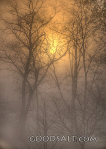 Foggy Morning 3