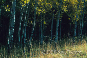 Sunlit Aspen Grove