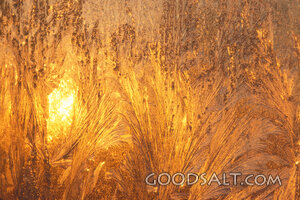 Golden hoar frost on glass