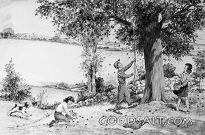 Fruit Harvest