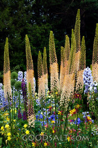 Garden Flowers