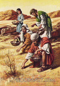 Gathering Manna