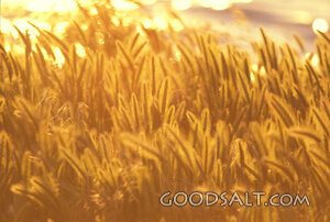 Golden Field Ready for Harvest