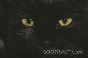 Watcher in the Darkness