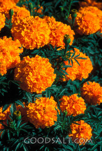 Golden orange Marigolds.