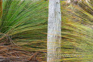 Grass tree spikes detail.