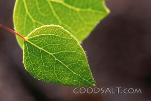 Leaf Veins in Morning Light