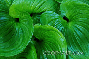 Green Plant