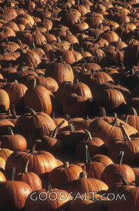 Harvest of Pumpkins