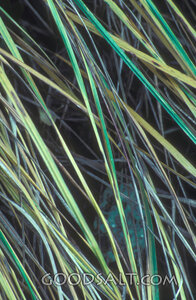 Grass of the Field