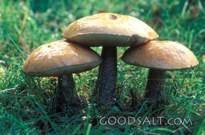 Forest Mushrooms in Grass