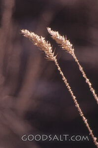 Grain of Wheat in the Light