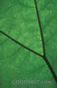 Veins of Living Growth