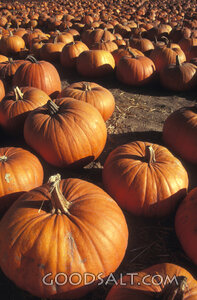 Pumpkin Harvest Field
