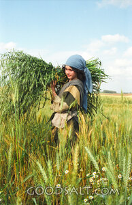 Harvest 