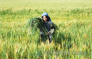 Harvest
