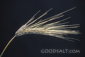 Head of Wheat Ready for Harvest