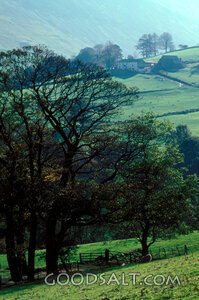 Green Pastures on the Hillside