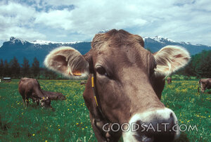 Cattle in the Mountain Pasture