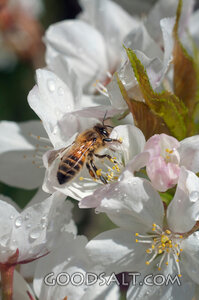 Honey Bee 