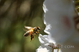 Honey Bee Hovering