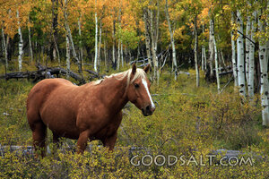 Horse and Trees